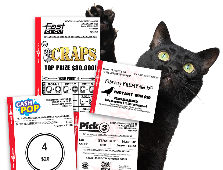 black cat with play slips